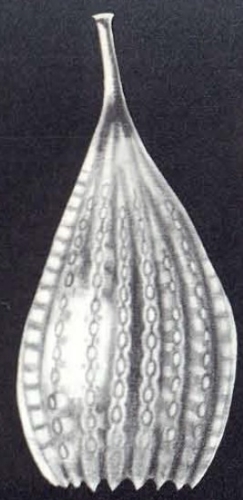 Lagena (?) neodesmorpha McCulloch, 1981