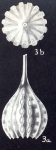 Lagena subpunctiformis McCulloch, 1981