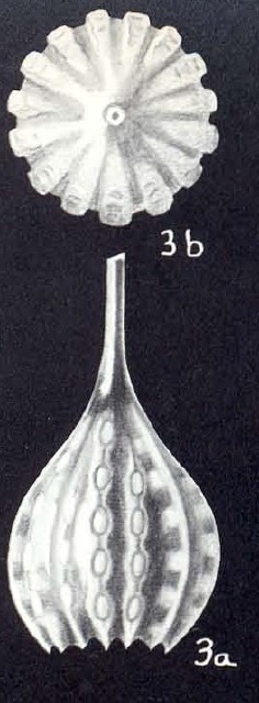 Lagena subpunctiformis McCulloch, 1981 Lagena subpunctiformis McCulloch, 1981