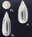 Lagena (?) bricei McCulloch, 1981
