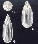 Lagena (?) bricei McCulloch, 1981