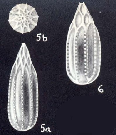 Lagena (?) bricei McCulloch, 1981