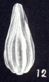 Lagena (?) paravistriata McCulloch, 1981