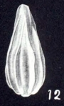 Lagena (?) paravistriata McCulloch, 1981