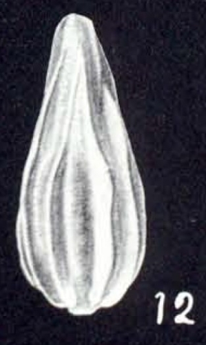 Lagena (?) paravistriata McCulloch, 1981