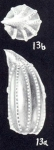 Lagena (?) neocista McCulloch, 1981