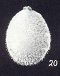 Lagena (?) neoglobularis McCulloch, 1981