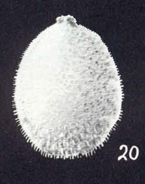 Lagena (?) neoglobularis McCulloch, 1981 Lagena (?) neoglobularis McCulloch, 1981