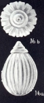 Lagena (?) capicostata McCulloch, 1981