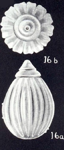 Lagena (?) capicostata McCulloch, 1981 Lagena (?) capicostata McCulloch, 1981