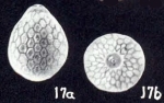 Lagena (?) capetowniana McCulloch, 1981