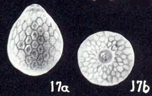 Lagena (?) capetowniana McCulloch, 1981 Lagena (?) capetowniana McCulloch, 1981