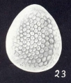 Oolina (?) neofavosapunctata McCulloch, 1981