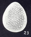 Oolina (?) neofavosapunctata McCulloch, 1981