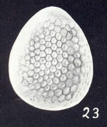 Oolina (?) neofavosapunctata McCulloch, 1981 Oolina (?) neofavosapunctata McCulloch, 1981