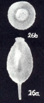 Oolina cristobalensis McCulloch, 1981