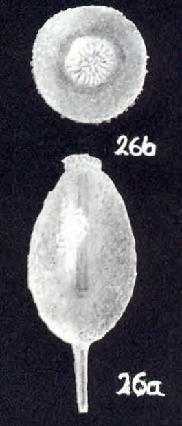 Oolina cristobalensis McCulloch, 1981 Oolina cristobalensis McCulloch, 1981