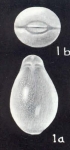 Fissurina algiersensis McCulloch, 1981