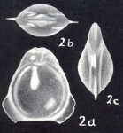 Fissurina alatifundata McCulloch, 1981