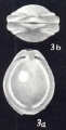 Fissurina tetracarinata McCulloch, 1981