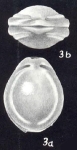 Fissurina tetracarinata McCulloch, 1981