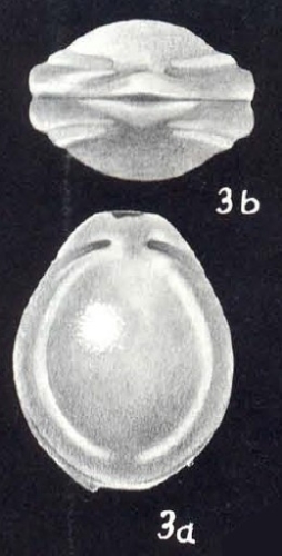Fissurina tetracarinata McCulloch, 1981