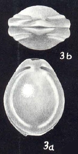 Fissurina tetracarinata McCulloch, 1981 Fissurina tetracarinata McCulloch, 1981