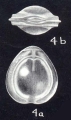 Fissurina gibralterensis McCulloch, 1981