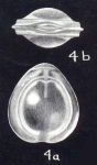 Fissurina gibralterensis McCulloch, 1981