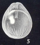 Fissurina southafricaensis McCulloch, 1981