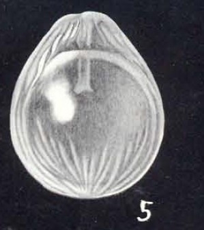Fissurina southafricaensis McCulloch, 1981 Fissurina southafricaensis McCulloch, 1981
