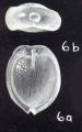Fissurina planiformis McCulloch, 1981