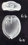 Fissurina planiformis McCulloch, 1981