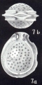Fissurina galeriana McCulloch, 1981