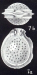 Fissurina galeriana McCulloch, 1981