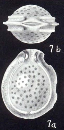 Fissurina galeriana McCulloch, 1981