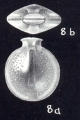 Fissurina complecta McCulloch, 1981