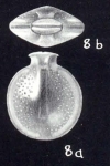 Fissurina complecta McCulloch, 1981