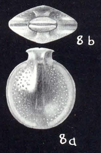 Fissurina complecta McCulloch, 1981