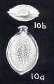 Lagenosolenia protecta McCulloch, 1981