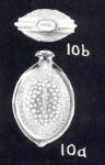 Lagenosolenia protecta McCulloch, 1981