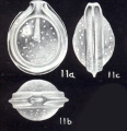 Fissurina margaritica McCulloch, 1981