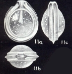 Fissurina margaritica McCulloch, 1981
