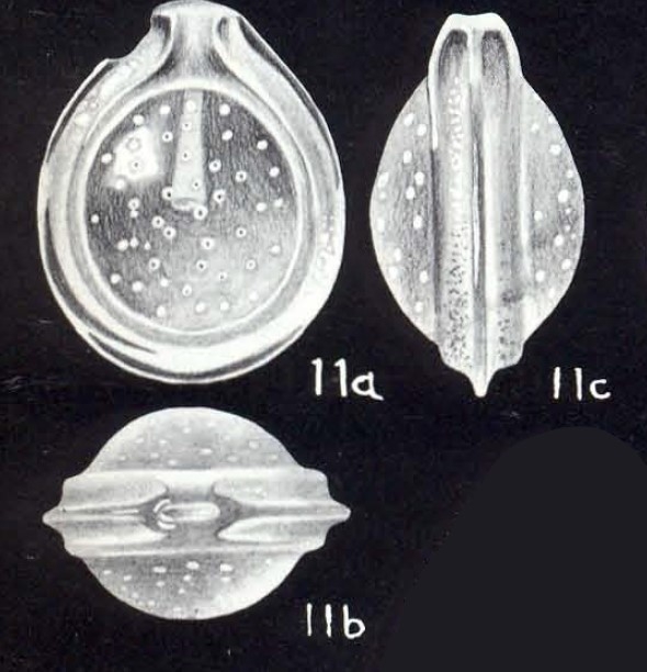 Fissurina margaritica McCulloch, 1981 Fissurina margaritica McCulloch, 1981