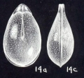 Fissurina potteri McCulloch, 1981