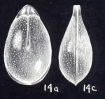 Fissurina potteri McCulloch, 1981