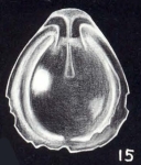 Fissurina neoflinti McCulloch, 1981