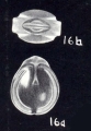 Fissurina crassiformis McCulloch, 1981