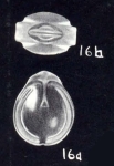 Fissurina crassiformis McCulloch, 1981