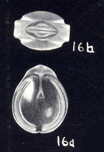 Fissurina crassiformis McCulloch, 1981 Fissurina crassiformis McCulloch, 1981
